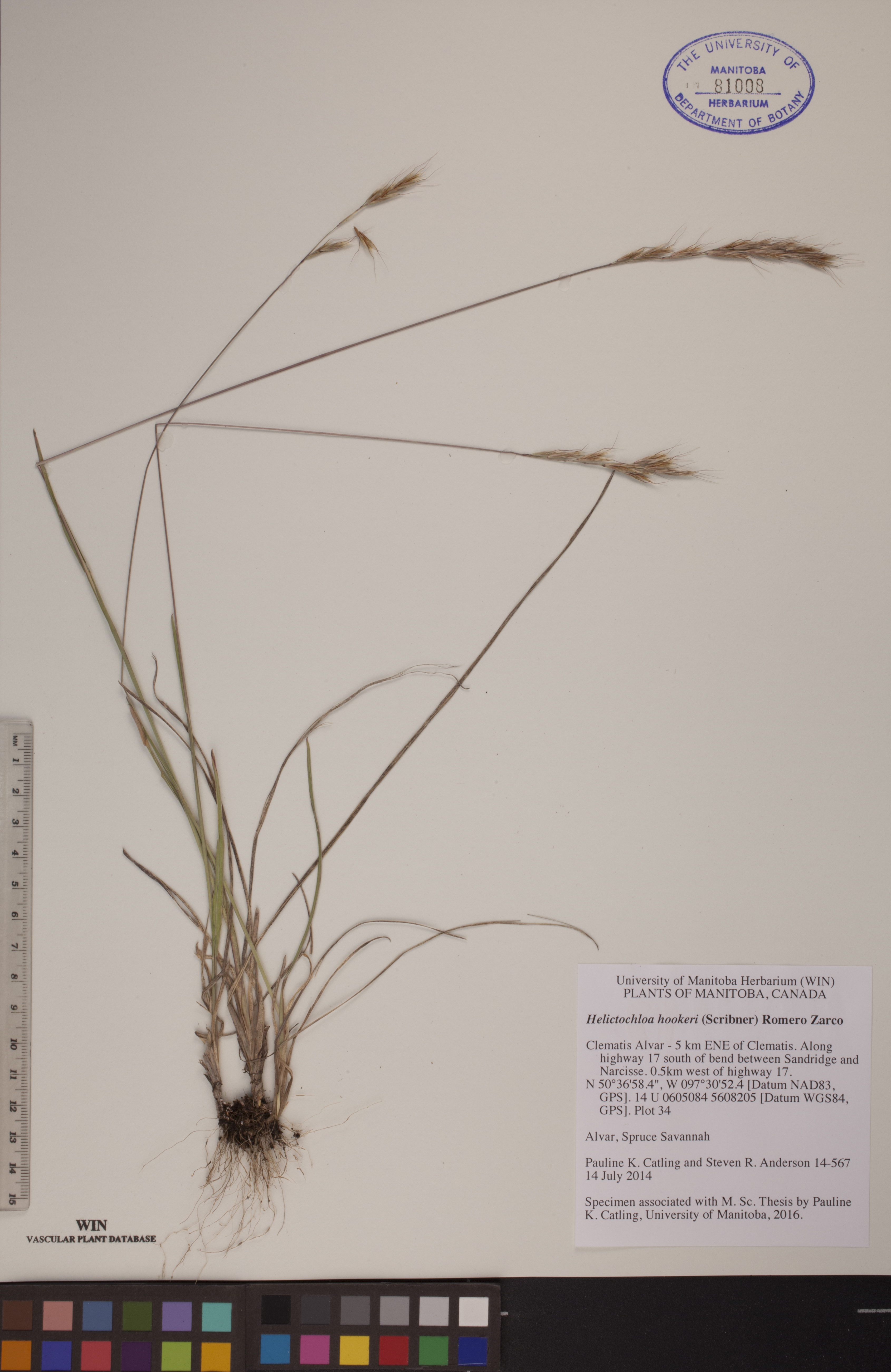Helictochloa hookeri image